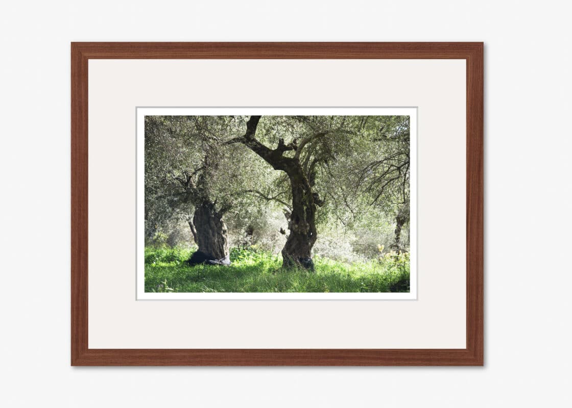 Kreta Olivenhain
